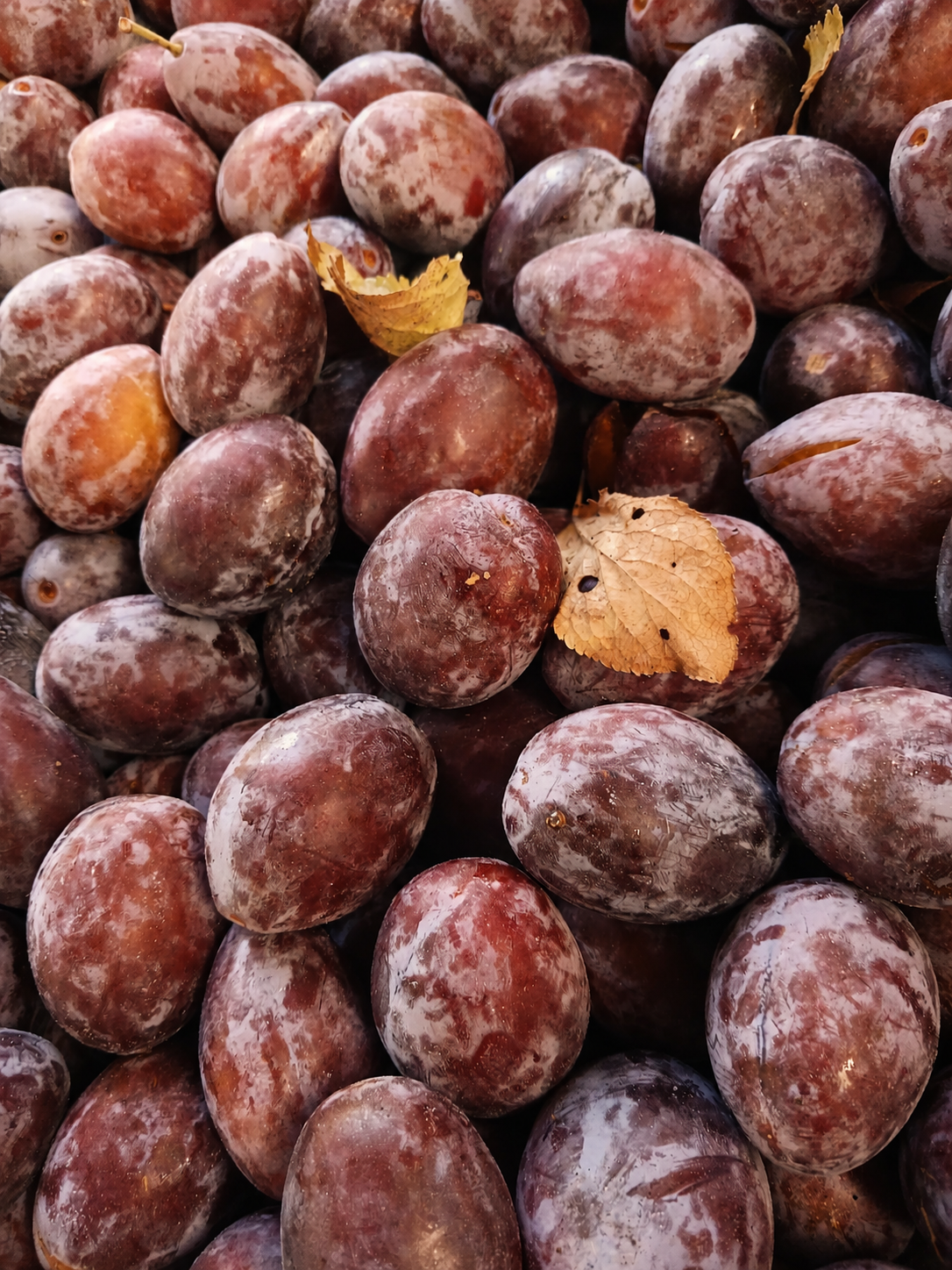 Prunes d'ente mûres du verger