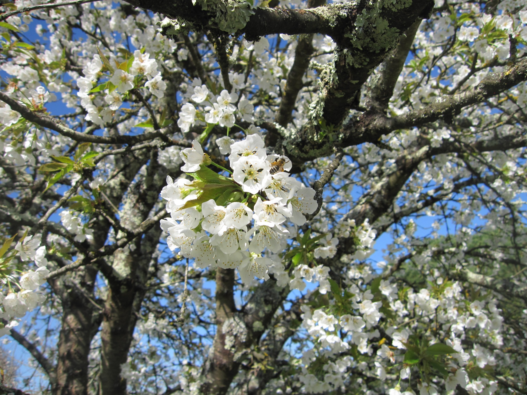 Fleurs blanches de prunier au printemps