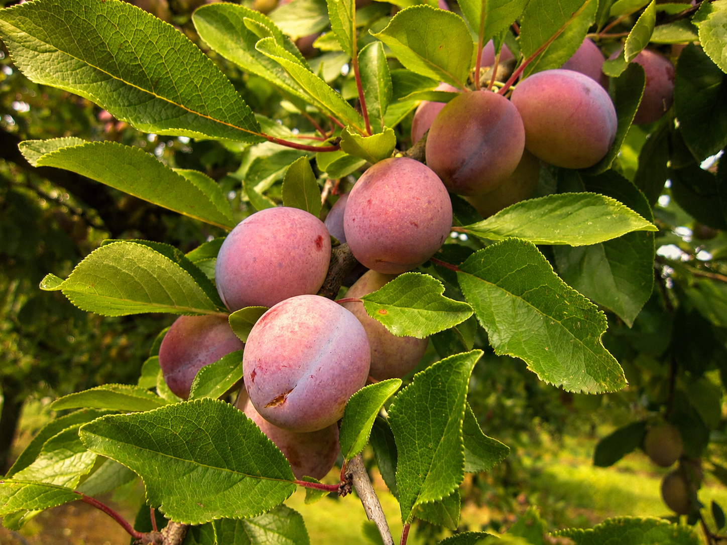 Prunes mûres sur les branches d'un prunier du domaine