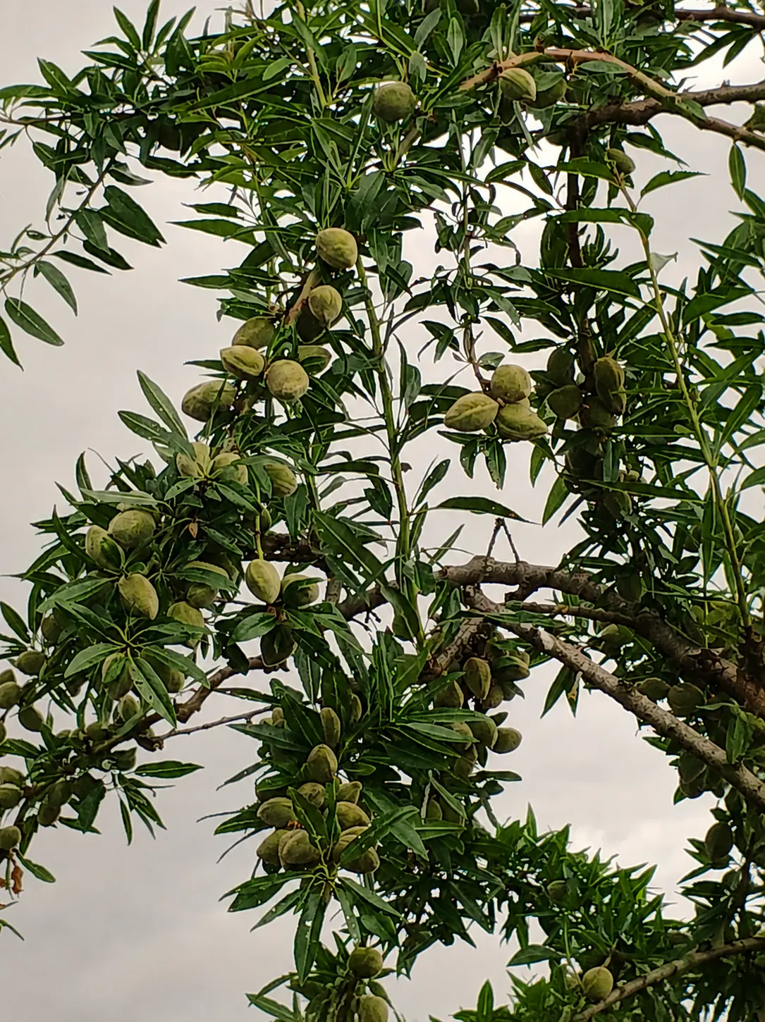 Branche d'amandier chargée d'amandes