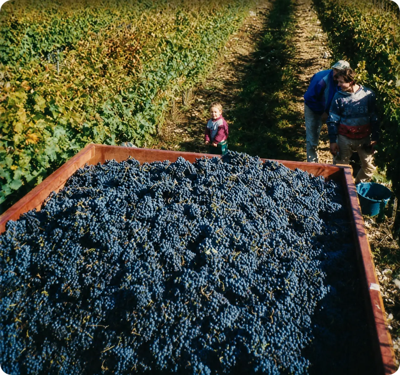 Caisse de raisins fraîchement récoltés dans les vignes